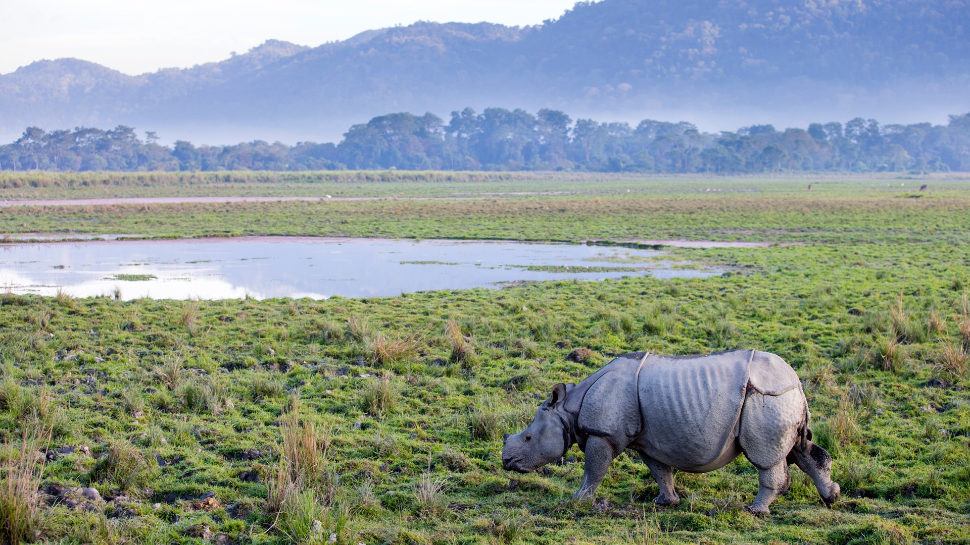 Assam Unveiled: Kaziranga’s Wilds