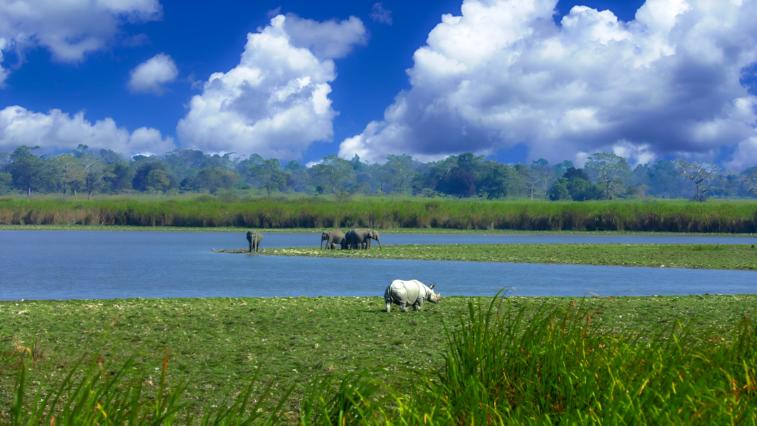 Assam Wildlife Adventure