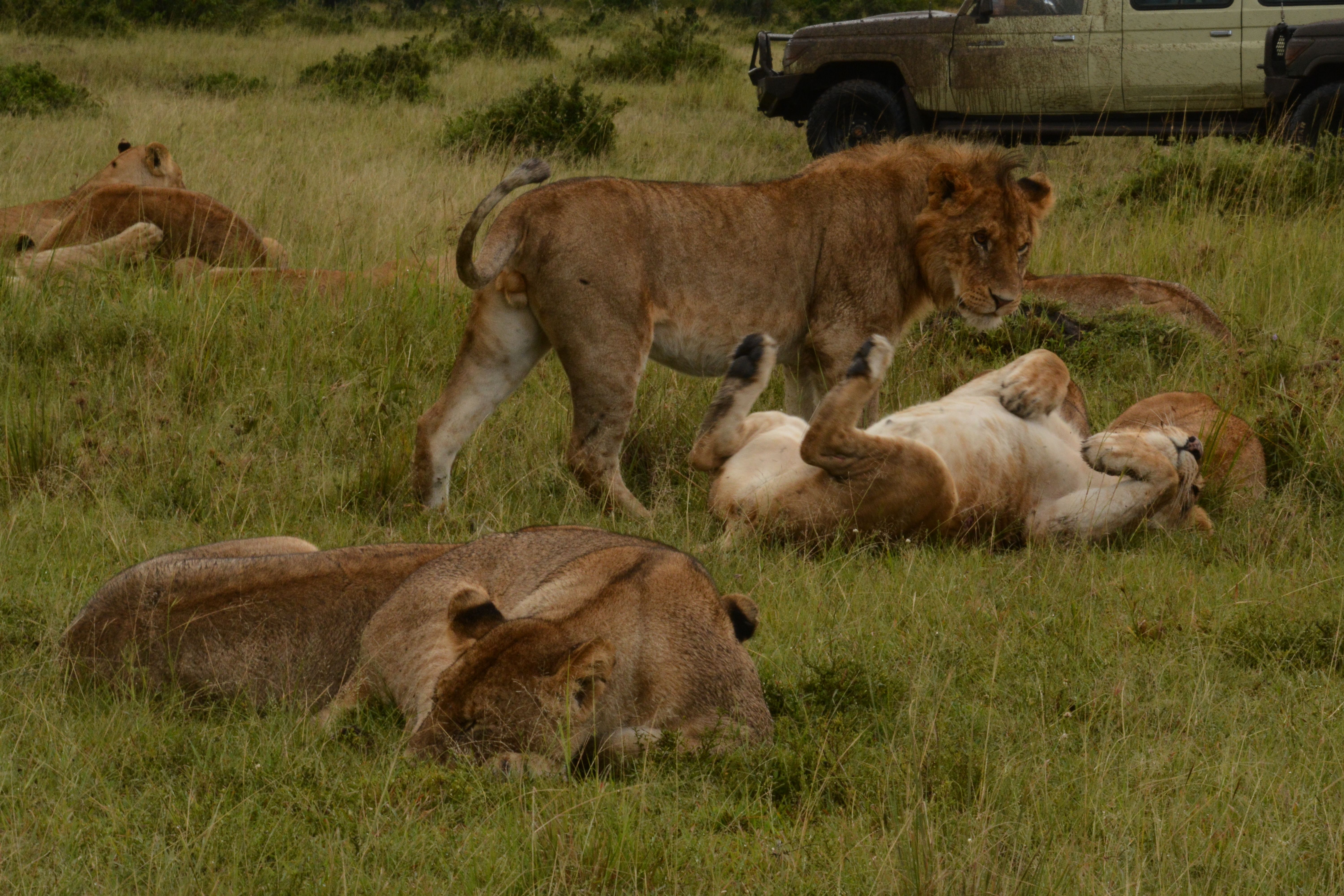 Kenya Safari Delight with Amboseli