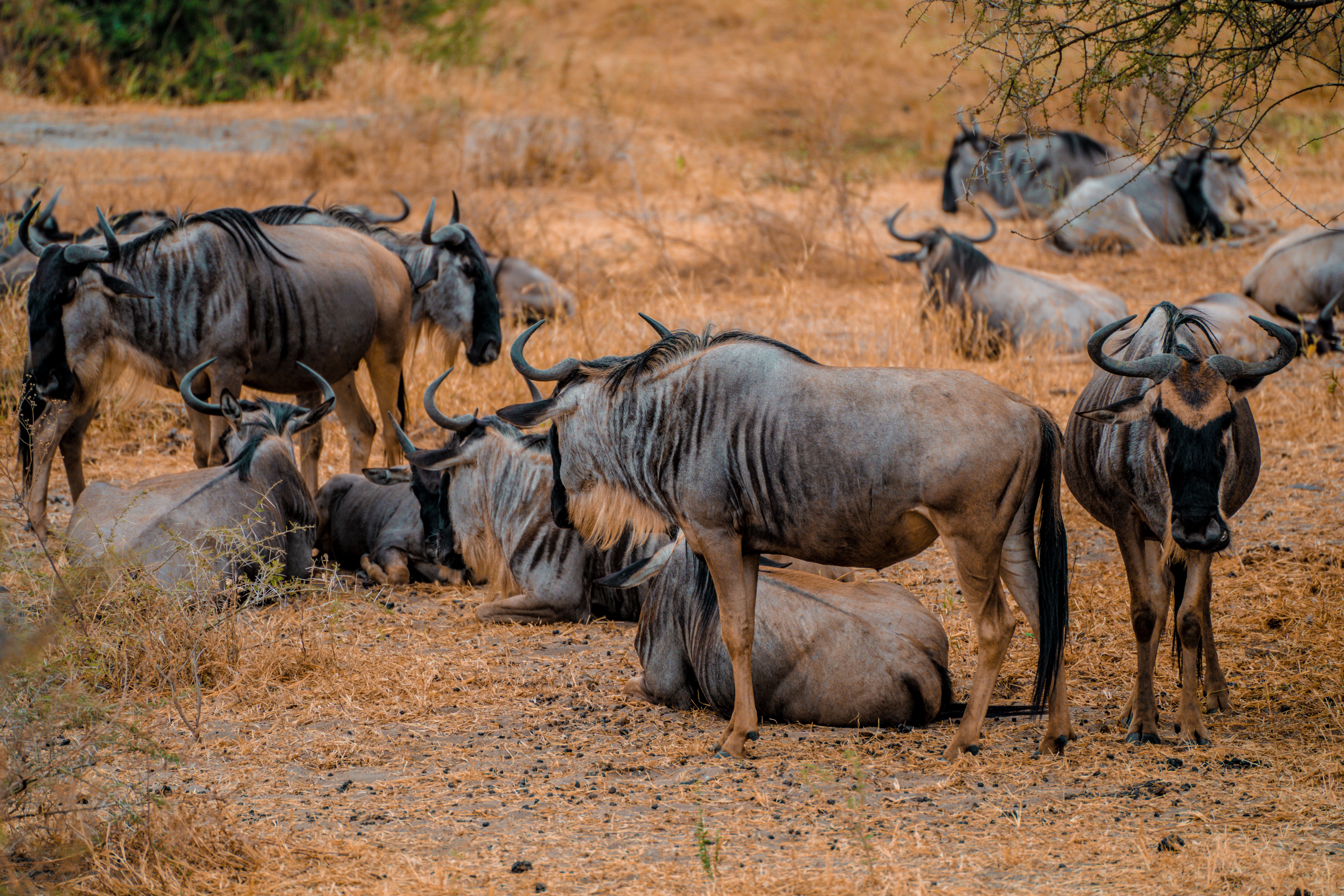 Wild Wonders of Kenya & Tanzania