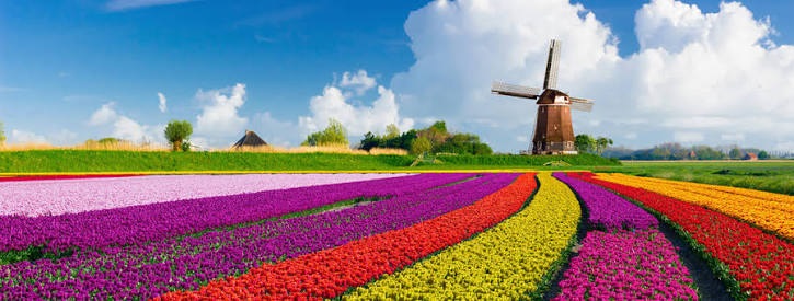 Keukenhof Tulip Gardens