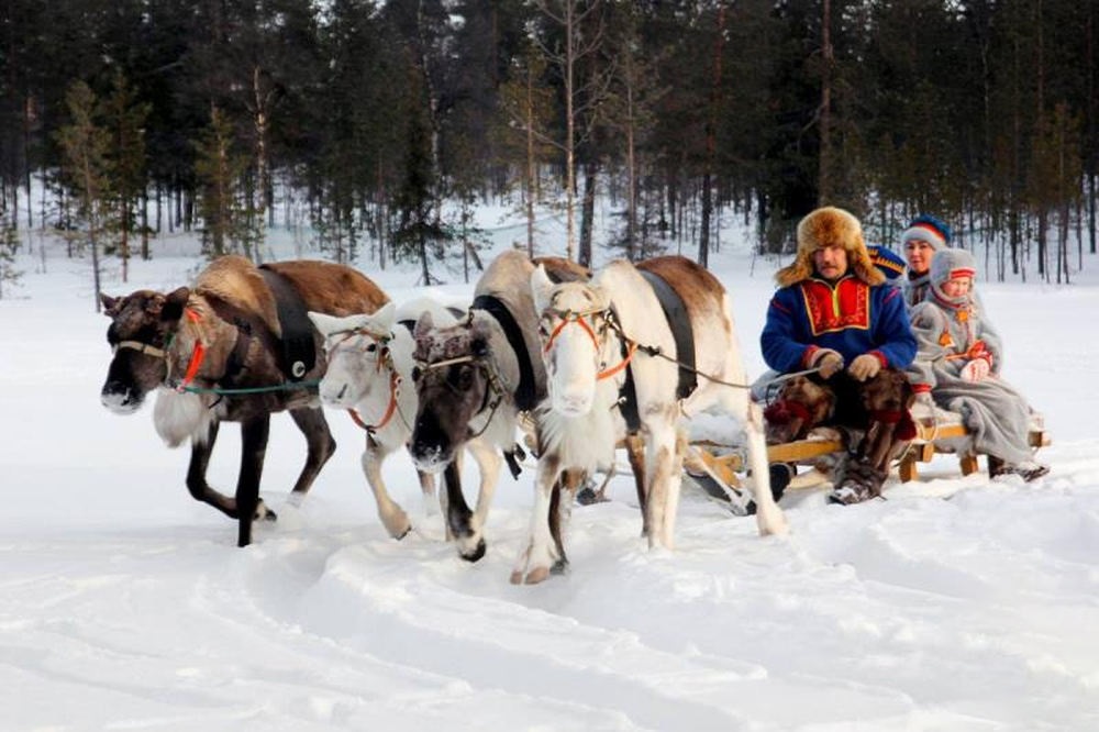Reindeer Farm