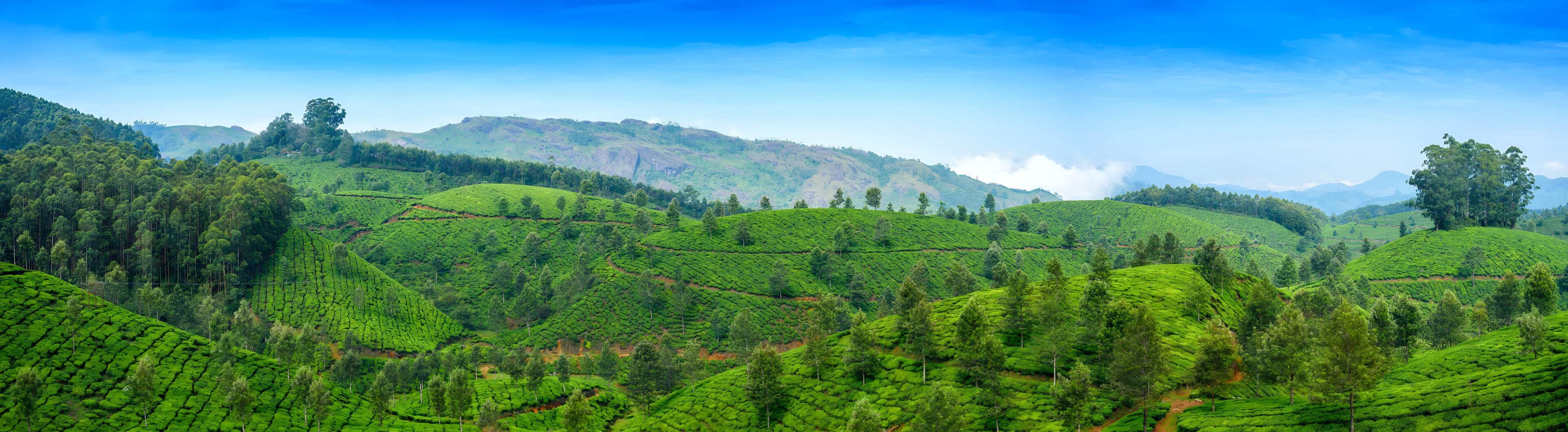 Assam Tours